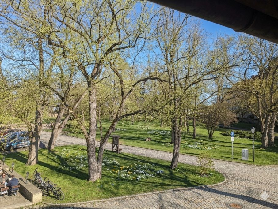 Parkansicht mit blühenden Bäumen und einem gepflasterten Weg im Sonnenlicht.